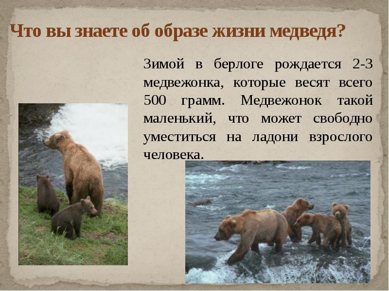 Жизнь про медведя. Медведь для презентации. Информация о медведе. Доклад о медведях. Описание медведя.