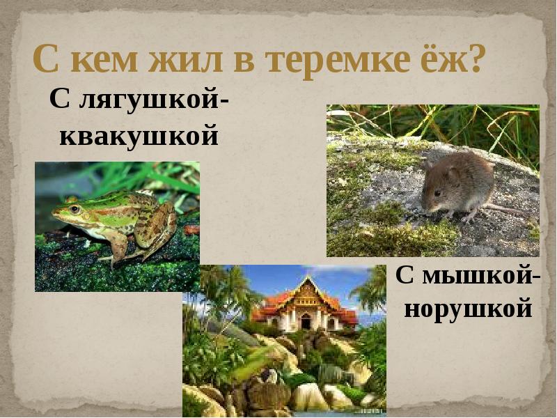 Кто жил в Теремке. Кто живет в Теремке животные. Звери которые жили в Теремке. Обитатели лесов жили в каменных домах.
