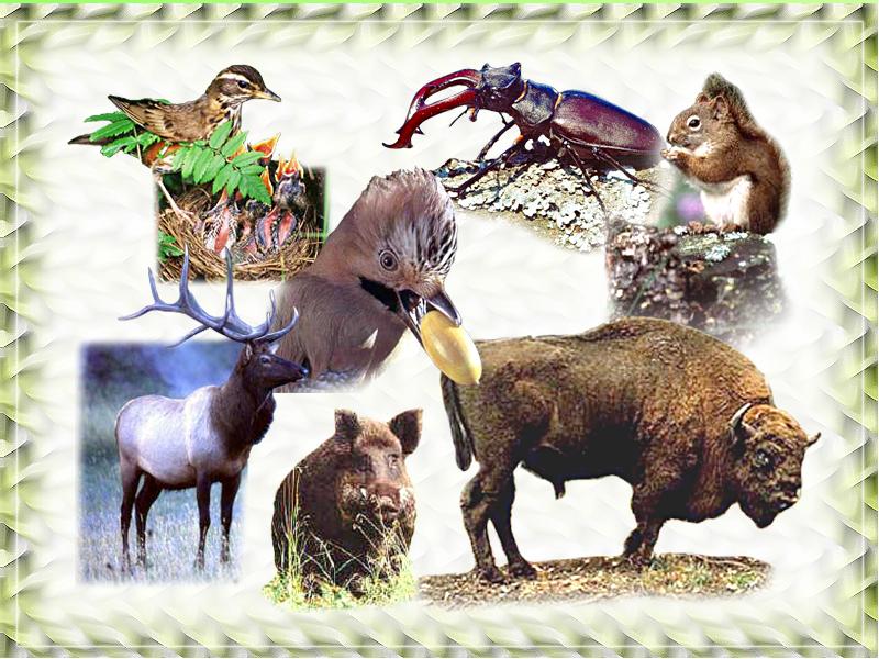 Как объяснить высокое разнообразие животных. Биология животные. Биологические животные. Животные Природоведение.