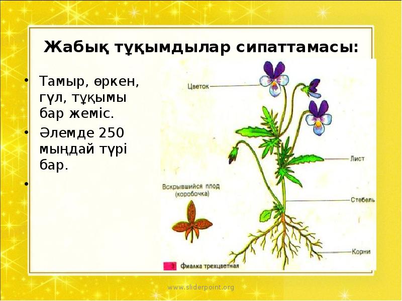 Өсімдік бөлімдерінің ерекше белгілері презентация