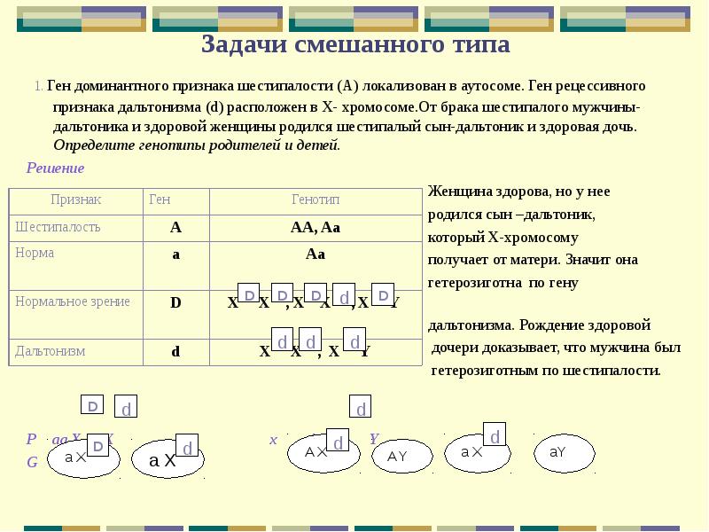 Ген находится в аутосоме что это значит