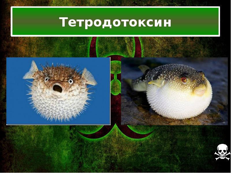 Tetrodotoxin Doujin
