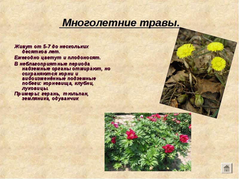 Многолетние травы.
Живут от 5-7 до нескольких десятков лет.
Ежегодно цветут Многолетние травы.
Живут от 5-7 до нескольких десятков лет.
Ежегодно цветут