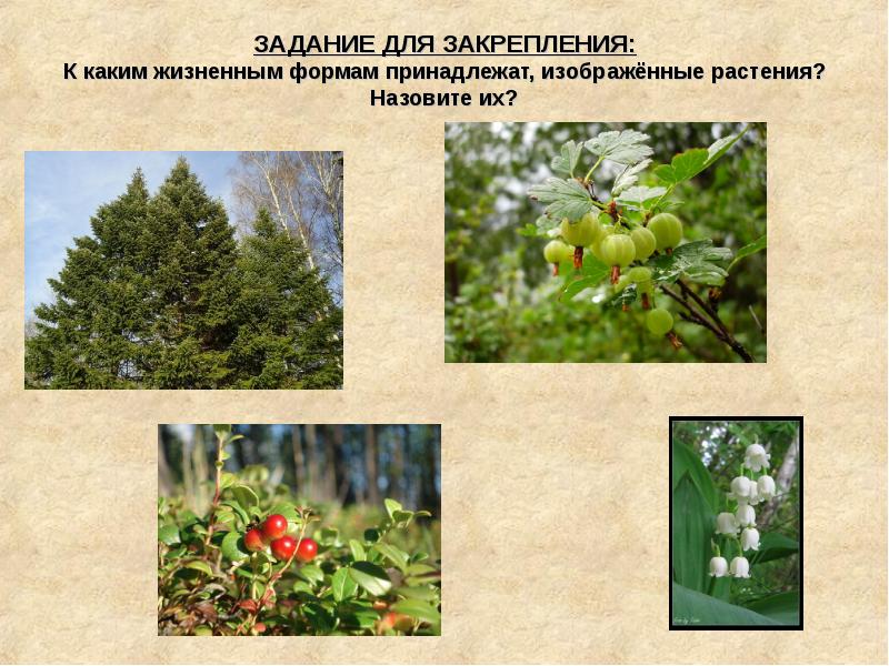 ЗАДАНИЕ ДЛЯ ЗАКРЕПЛЕНИЯ: К каким жизненным формам принадлежат, изображённые растения? Назовите ЗАДАНИЕ ДЛЯ ЗАКРЕПЛЕНИЯ: К каким жизненным формам принадлежат, изображённые растения? Назовите