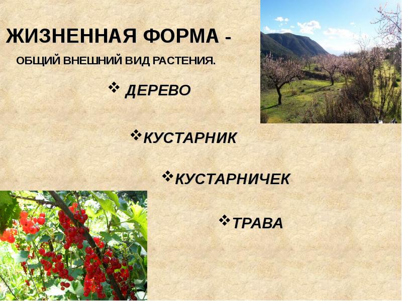 ЖИЗНЕННАЯ ФОРМА - ОБЩИЙ ВНЕШНИЙ ВИД РАСТЕНИЯ. ЖИЗНЕННАЯ ФОРМА - ОБЩИЙ ВНЕШНИЙ ВИД РАСТЕНИЯ.
