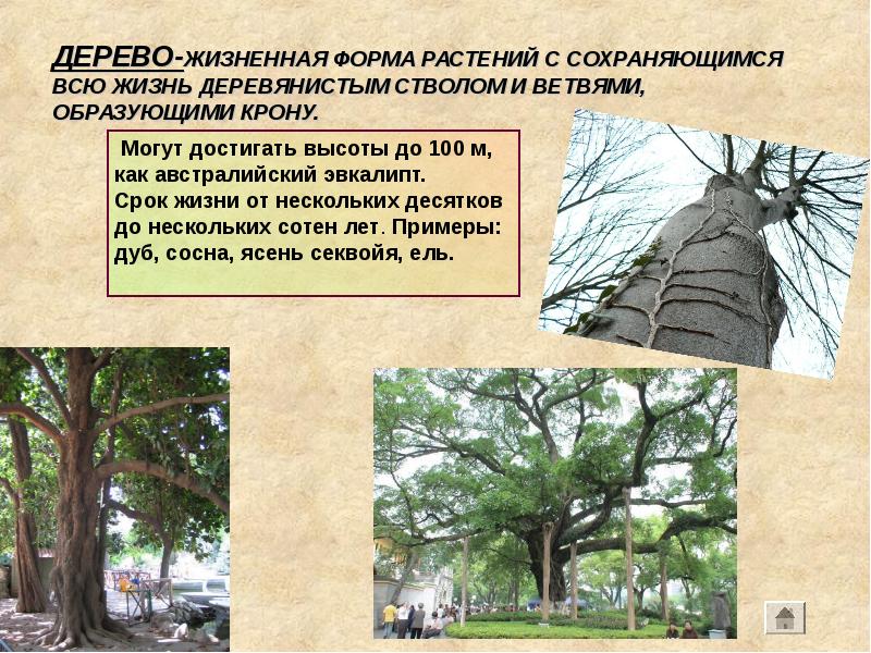 ДЕРЕВО-ЖИЗНЕННАЯ ФОРМА РАСТЕНИЙ С СОХРАНЯЮЩИМСЯ ВСЮ ЖИЗНЬ ДЕРЕВЯНИСТЫМ СТВОЛОМ И ВЕТВЯМИ, ДЕРЕВО-ЖИЗНЕННАЯ ФОРМА РАСТЕНИЙ С СОХРАНЯЮЩИМСЯ ВСЮ ЖИЗНЬ ДЕРЕВЯНИСТЫМ СТВОЛОМ И ВЕТВЯМИ,