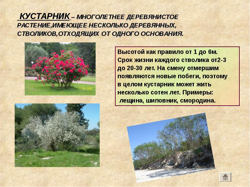 КУСТАРНИК – МНОГОЛЕТНЕЕ ДЕРЕВЯНИСТОЕ РАСТЕНИЕ,ИМЕЮЩЕЕ НЕСКОЛЬКО ДЕРЕВЯННЫХ, СТВОЛИКОВ,ОТХОДЯЩИХ ОТ ОДНОГО ОСНОВАНИЯ.
КУСТАРНИК – МНОГОЛЕТНЕЕ ДЕРЕВЯНИСТОЕ РАСТЕНИЕ,ИМЕЮЩЕЕ НЕСКОЛЬКО ДЕРЕВЯННЫХ, СТВОЛИКОВ,ОТХОДЯЩИХ ОТ ОДНОГО ОСНОВАНИЯ.