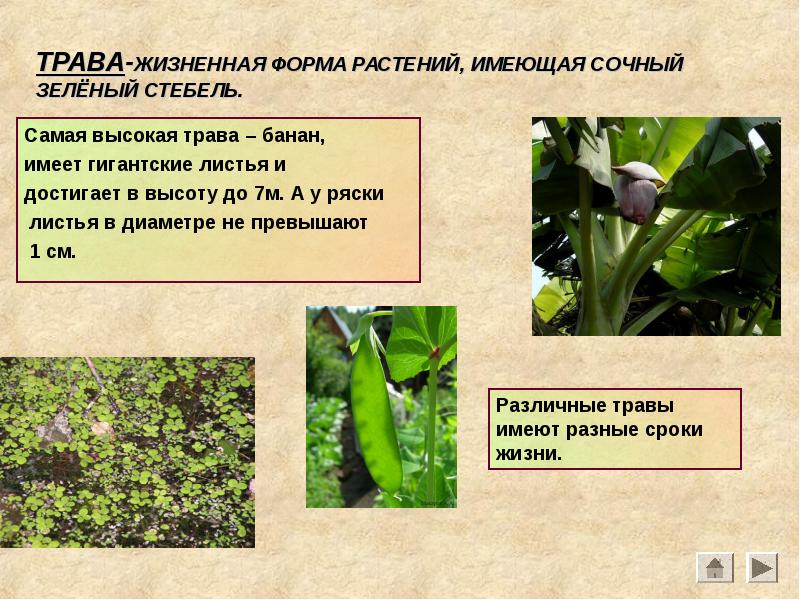 ТРАВА-ЖИЗНЕННАЯ ФОРМА РАСТЕНИЙ, ИМЕЮЩАЯ СОЧНЫЙ ЗЕЛЁНЫЙ СТЕБЕЛЬ.
Самая высокая трава – ТРАВА-ЖИЗНЕННАЯ ФОРМА РАСТЕНИЙ, ИМЕЮЩАЯ СОЧНЫЙ ЗЕЛЁНЫЙ СТЕБЕЛЬ.
Самая высокая трава –