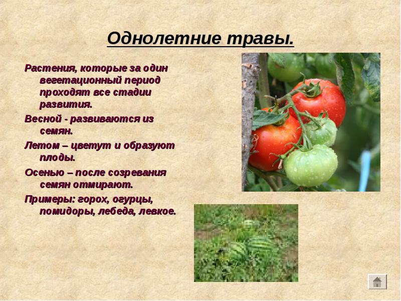 Однолетние травы.
Растения, которые за один вегетационный период проходят все стадии Однолетние травы.
Растения, которые за один вегетационный период проходят все стадии