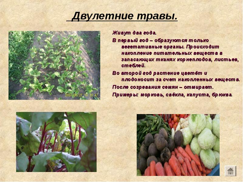 Двулетние травы.
Живут два года.
В первый год – образуются только Двулетние травы.
Живут два года.
В первый год – образуются только