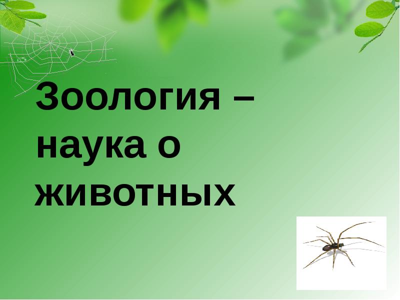 Картинка зоология наука о животных