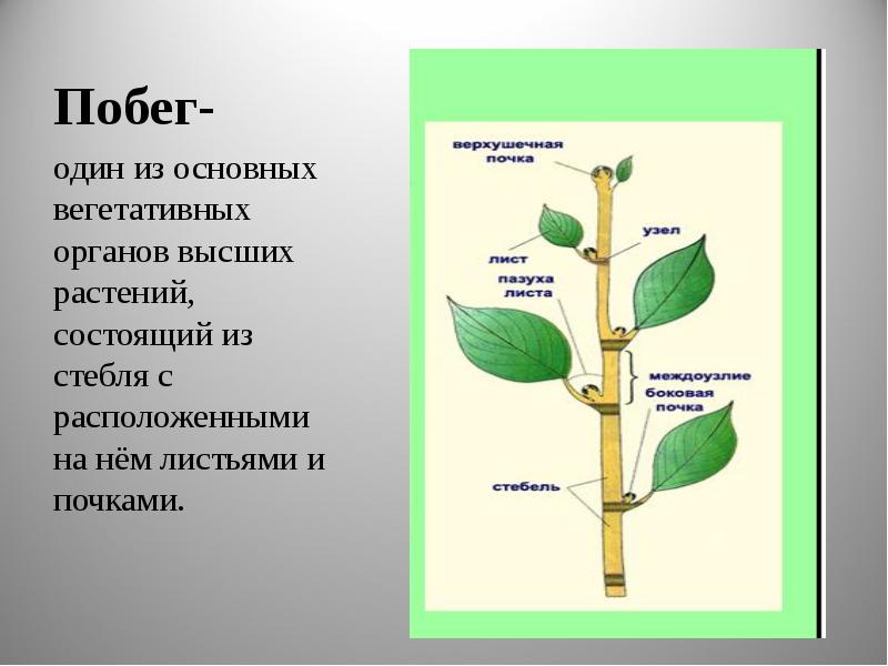 Презентация органы растений органы