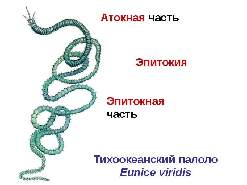 кольчатые черви полихеты. размножение полихет. эпитокия это. многощетинковые черви. эпитокия многощетинковые.