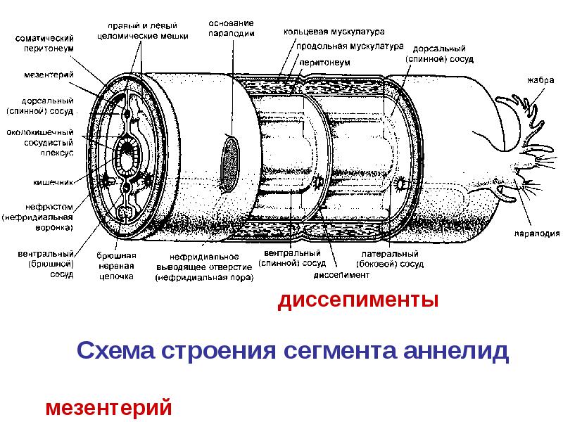 Одинаковое строение. Многощетинковый червь схема строения. Строение полихеты схема. Строение тела многощетинковых червей. Поперечный разрез многощетинкового червя.