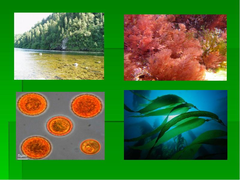 Радуга и водоросли что их объединяет презентация по биологии