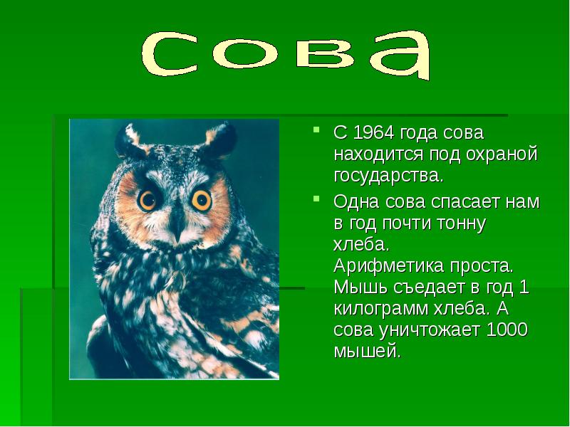 Масса филина. Масса филина. Отряд совообразные особенности строения. Филин красная книга тамбовской области. Бородатая неясыть.