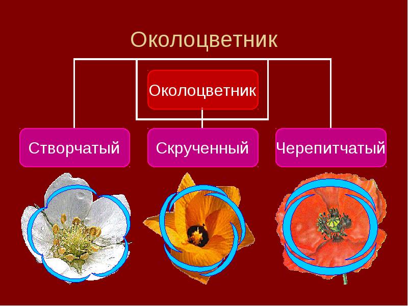 Трехчленный тип строения цветка однодольные или двудольные. Околоцветник. Из чего состоит околоцветник. Строение околоцветника. Околоцветник у растений.