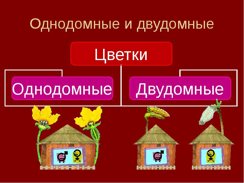 Однодомные и двудомные растения 6 класс