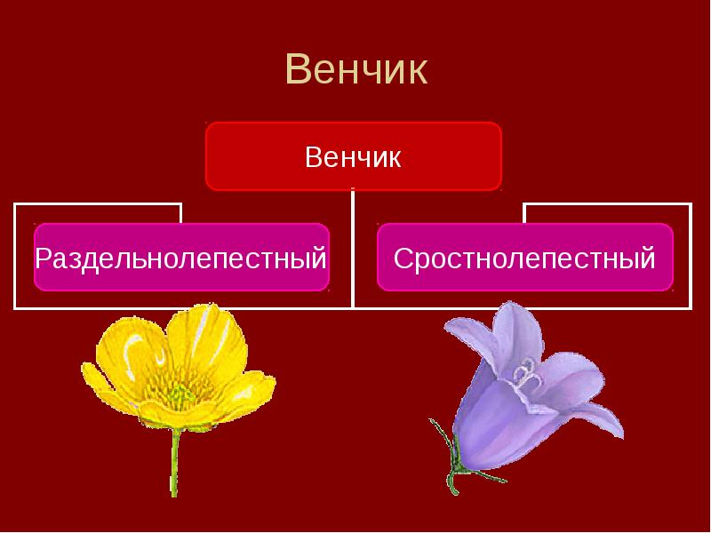 Цветок содержит чашечку и венчик