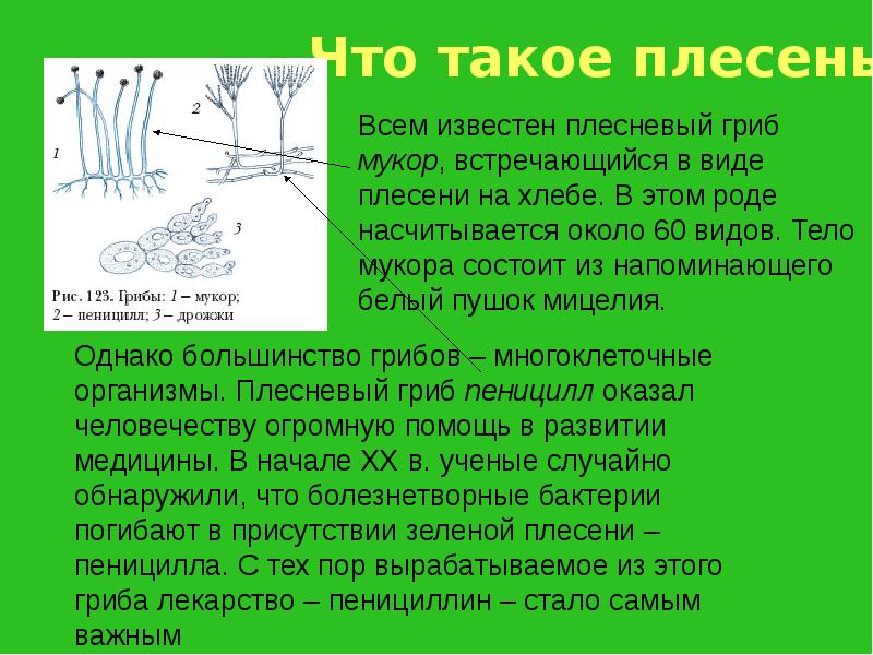 Плесень читать. Сообщение о плесени. Доклад о плесневых грибах. Плесневые грибы доклад. Презентация на тему плесневые грибы.