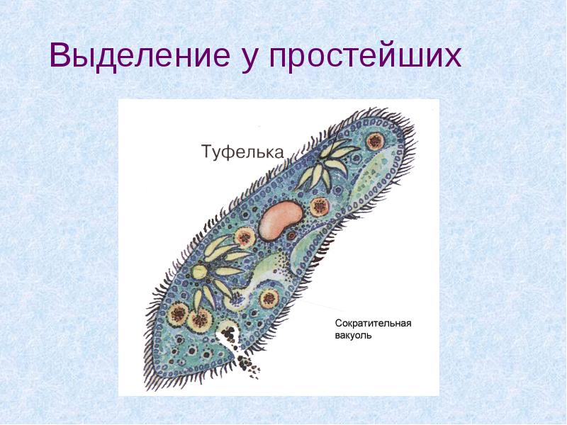 Система простейших. Сократительная вакуоль инфузории туфельки. Сократительные вакуоли инфузории. Выделительная вакуоль простейших. Сократительные вакуоли простейших.