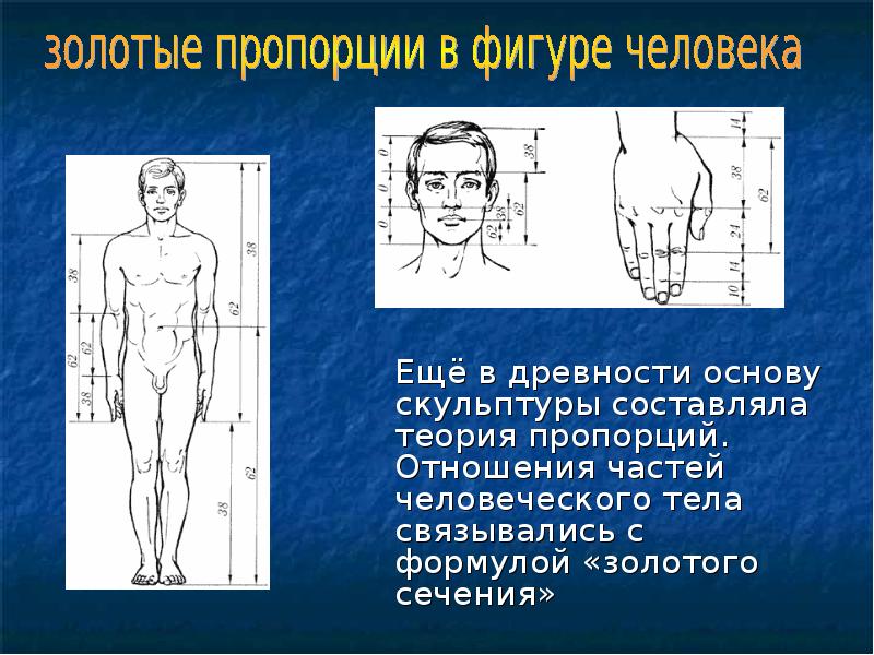 Золотая пропорция. Золотые пропорции в фигуре человека еще в древности. Теория пропорций. Золотые пропорции схемы. Учение о пропорциях фигуры человека называют.