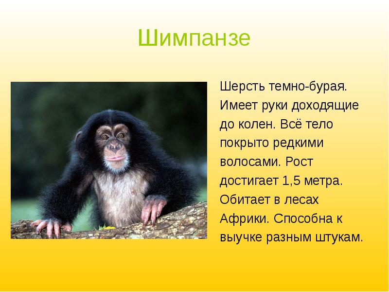 Шимпанзе подобрать прилагательное. Шерсть шимпанзе. Обезьянки доклад 1 класс. Шимпанзе доклад 1 класс. Мартышки описание кратко.