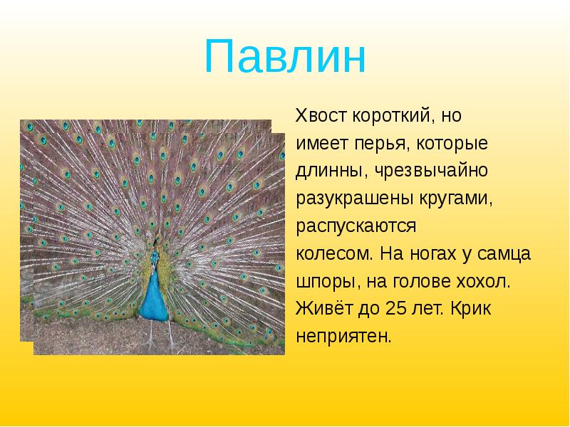 Имеешь длинный. Зачем павлину такой хвост. Павлин кричит и распускает хвост. Павлин хвост распускает хвост. Павлин шпоры.