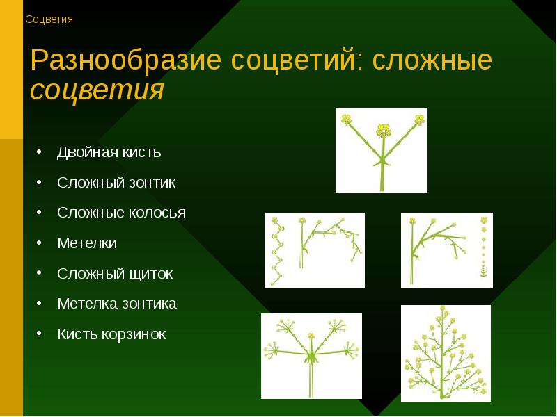 Подорожник простое или сложное соцветие