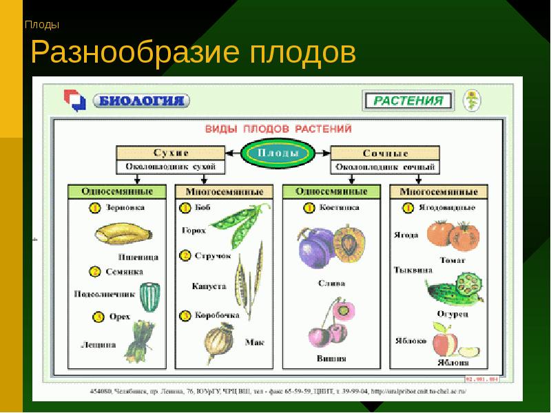 Основные группы плодов. Типы плодов покрытосеменных растений. Плоды строение и классификация плодов. Схема разнообразие плодов 6 класс биология. Плоды растений биология 6 класс таблица.