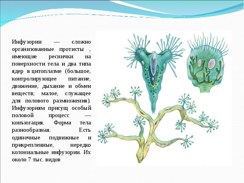 Сложно устроено. Жизненные формы инфузорий. Инфузория царство Подцарство Тип. Класс инфузории жизненные формы. Дыхание инфузории.