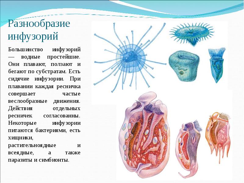 Водные простейшие. Разнообразие инфузорий. Многообразие инфузорий паразитов. Тип инфузории многообразие. Представители инфузории примеры.