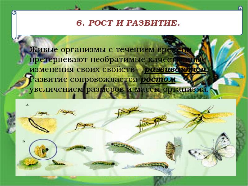 Изменение живых организмов. Рост и развитие живых организмов. Введение в общую биологию презентация. Необратимые изменения у живых организмов. Развитие линькой.