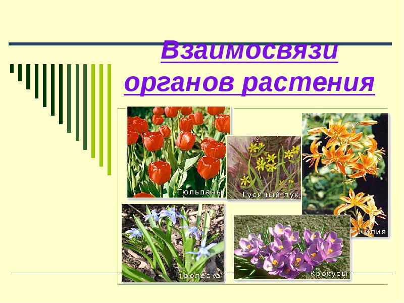 Разные цветы точно по времени. Разные растения. Цветы разных форм. Растение состоящее из других растений. Цветок взаимо связь органов растений.