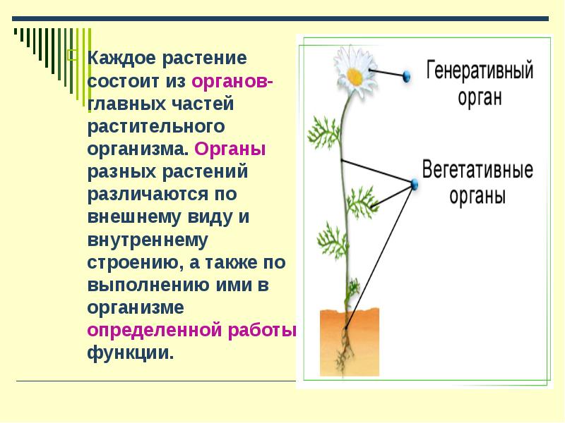 Из чего состоит цветок растения