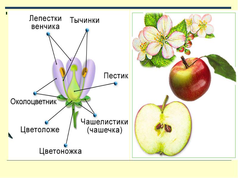 Околоцветник яблони