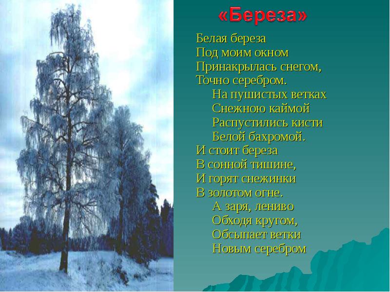 Стих под окном. Есенин точно серебром. Береза белая береза под моим окном Принакрылась снегом. Белая берёза под моим окном. Белая берёза под моим окном Принакрылась снегом точно серебром.