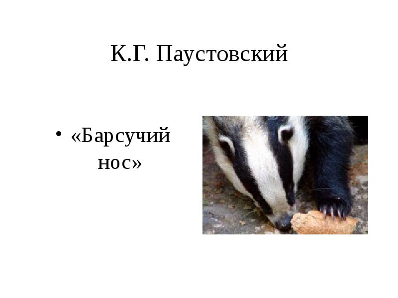 План рассказа барсучий нос паустовского 3 класс. К. Паустовский "барсучий нос". Паустовский барсучий нос 3 класс. Презентация барсучий нос.