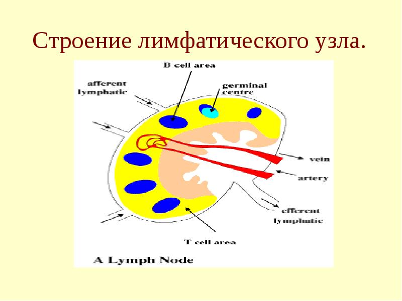 Схема строения лимфатического узла иммунология