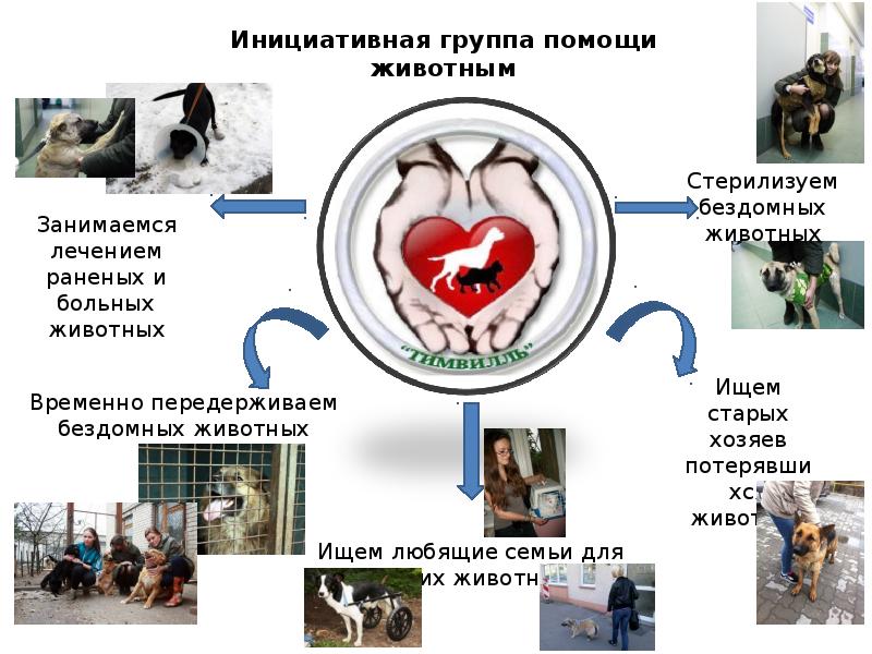 Защита животных тверь. Помогите бездомышам. Инициативная группа защиты животных тверь. Хабаровск помощь бездомным животным. Долг перед клиникой животные.