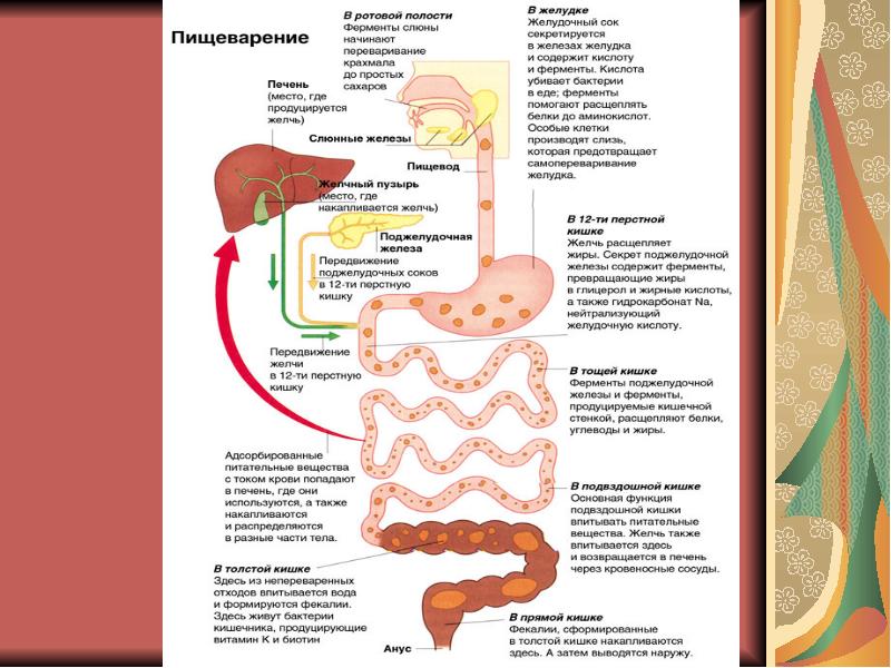 Желудок и полость рта. Пищеварительная система в ротовой полости и в желудке 8 класс. Схема пищеварения в ротовой полости. Схема пищеварения в ротовой полости в желудке. Этапы процесса пищеварения в организме человека.