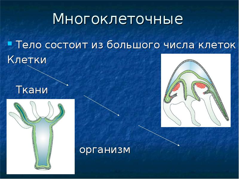 Презентация многоклеточные животные 6 класс