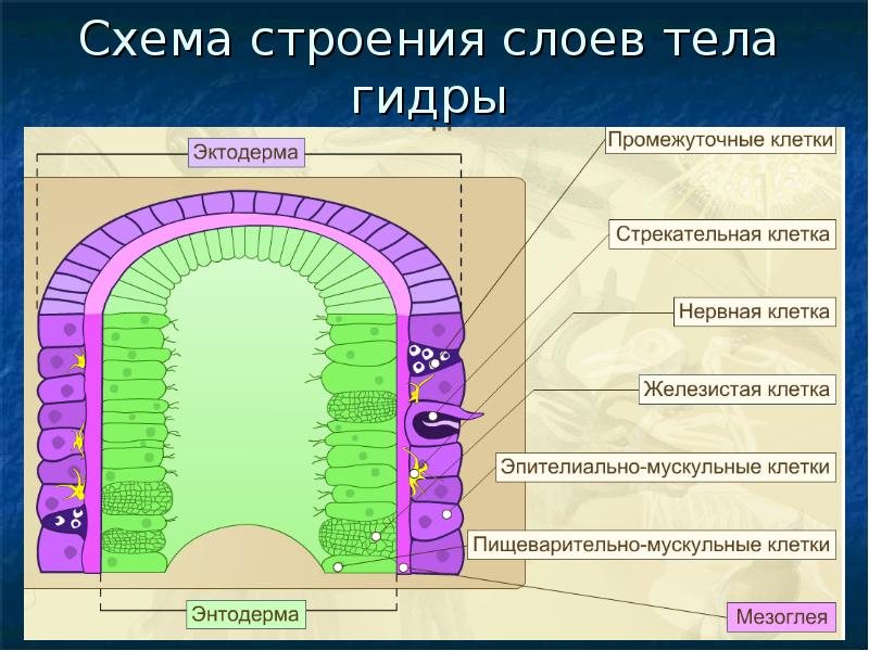 Сколько строение. Схема строения слоев тела гидры. Строение промежуточной клетки гидры. Клетки тела гидры эктодерма и энтодерма схема. Строение наружного и внутреннего слоя гидры.