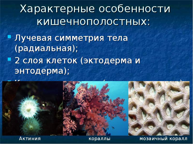 Значение кишечнополостных в жизни природы. Радиальная симметрия кишечнополостных. Симметрия тела коралловых полипов. Лучевая симметрия кишечнополостных. Тип симметрии кишечнополостных.