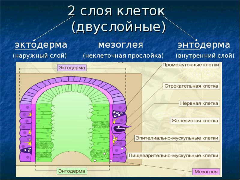 Какие клетки называют