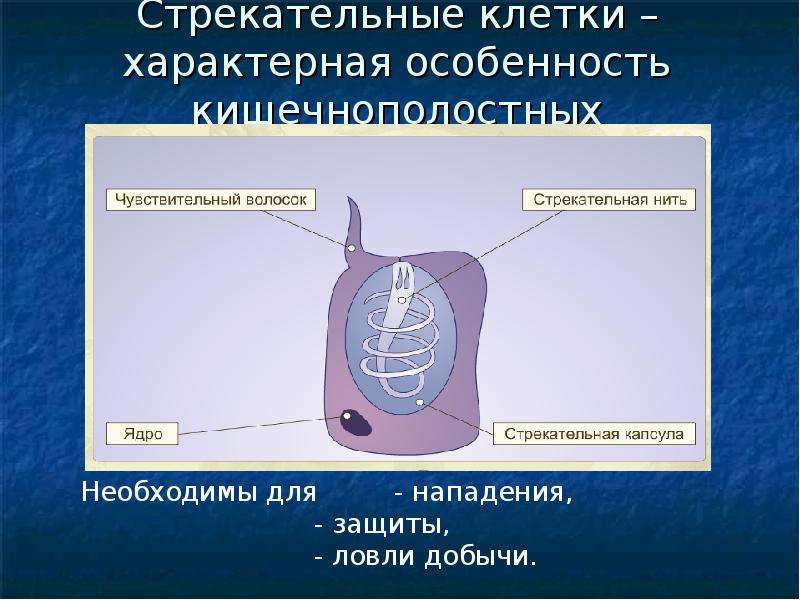 Строение стрекательной клетки гидры