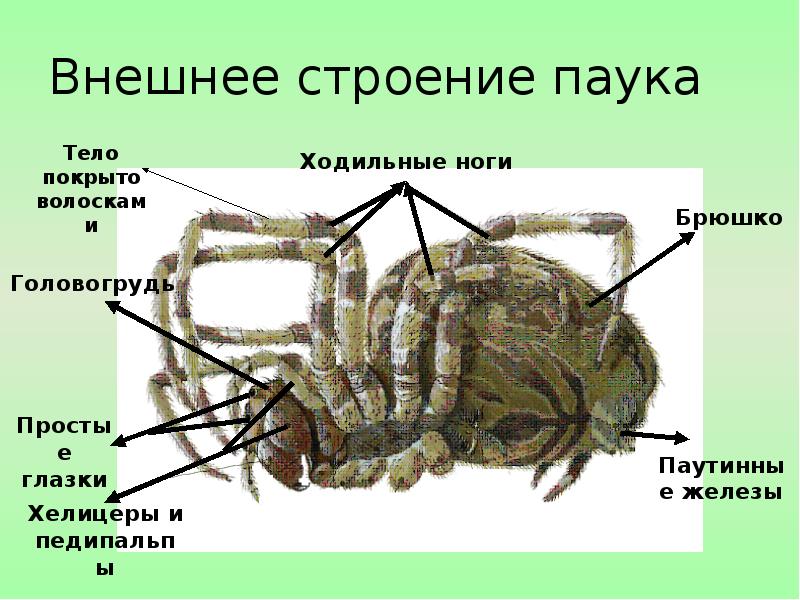 Из чего состоит наружный скелет представленного на рисунке организма