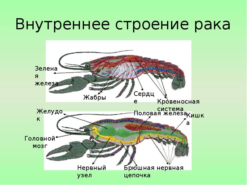 Картинка ракообразные биология 7 класс