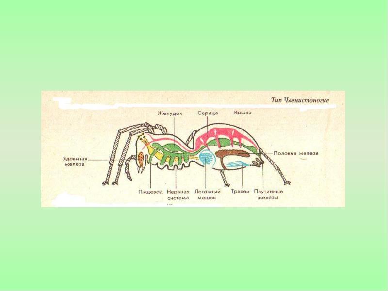 Членистоногие строение. Членистоногих. Сустав членистоногих. Членистоногие ноги у паукообразных. Членистоногие деление.