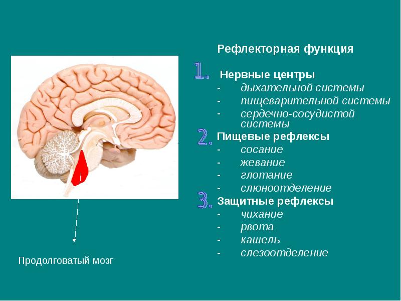 Примеры рефлексов головного мозга
